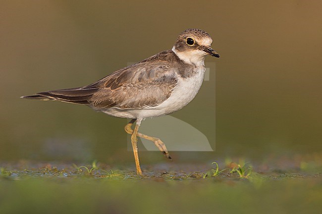 Little Ringed Plover, Charadrius dubius, in Italy during early autumn migration. stock-image by Agami/Daniele Occhiato,