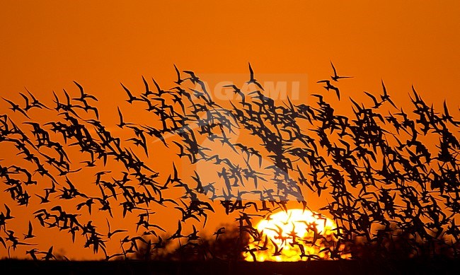 Grote Stern groep vliegend tijdens zonsondergang; Sandwich Tern group flying at sunset stock-image by Agami/Harvey van Diek,