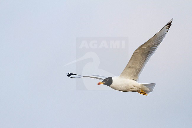 Reuzenzwartkopmeeuw, Pallas's Gull Ichthyaetus ichthyaetus, Oman, adult stock-image by Agami/Ralph Martin,