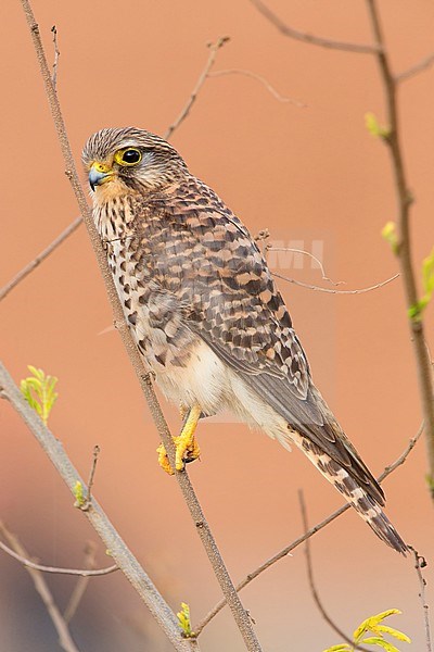 Neglected Kestrel, Sao Nicolau, Cape Verde (Falco tinnunculus neglectus) stock-image by Agami/Saverio Gatto,