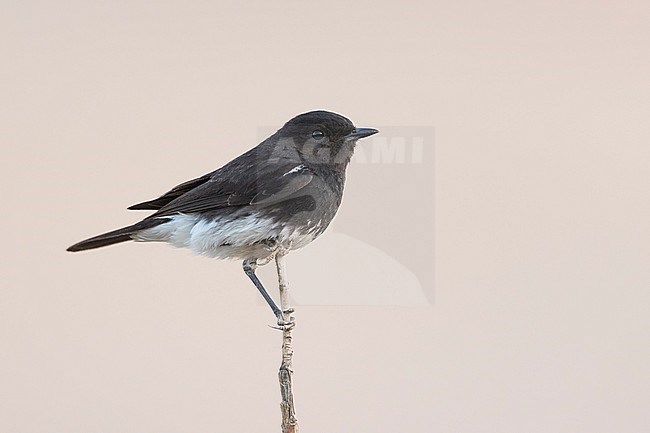Pied Stonechat (Saxicola caprea ssp. rossorum) Tajikistan, adult male perched on a branch stock-image by Agami/Ralph Martin,