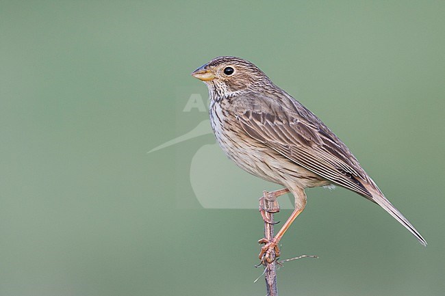 Corn Bunting - Grauammer - Miliaria calandra ssp. calandra, Hungary, adult stock-image by Agami/Ralph Martin,