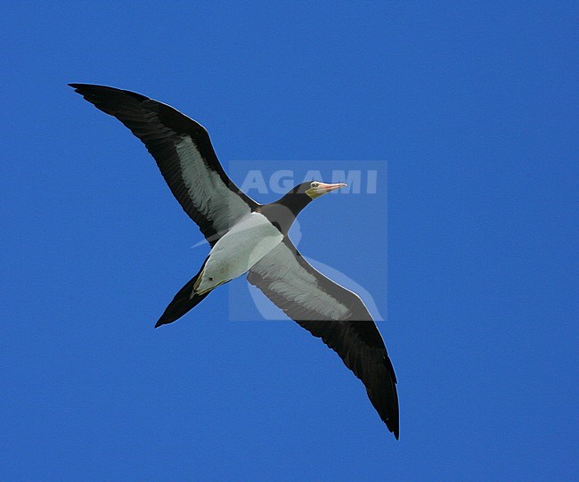 Adult Brown Booby (Sula leucogaster leucogaster) off Ascension island in the mid atlantic ocean. Seen from below in flight. stock-image by Agami/Marc Guyt,