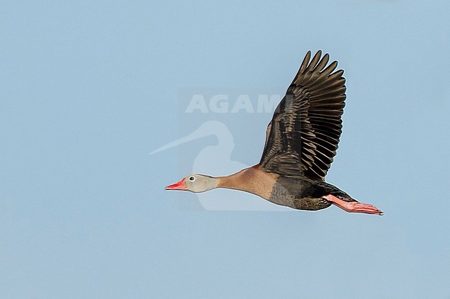 Adult Black-bellied Whistling Duck (Dendrocygna autumnalis) at Galveston Co., Texas, USA stock-image by Agami/Brian E Small,