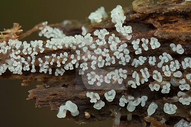 Plasmodiale slijmzwammen; Myxogastria; stock-image by Agami/Walter Soestbergen,