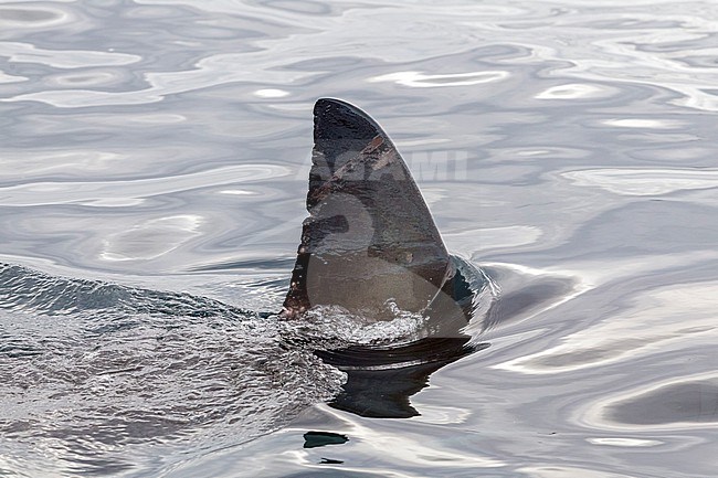 Dorsal Fin of a Great White Shark named 'Deb' near Seal Island in False Bay, South Africa. stock-image by Agami/Vincent Legrand,