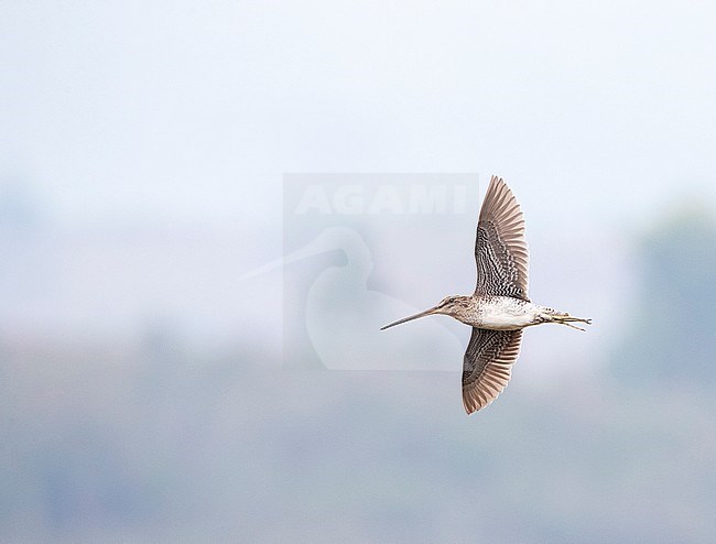 Madagascan Snipe (Gallinago macrodactyla) flying over wetland in humid eastern half of Madagascar stock-image by Agami/Marc Guyt,