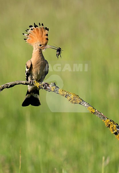 Hop met voer; Hoopoe with food stock-image by Agami/Han Bouwmeester,