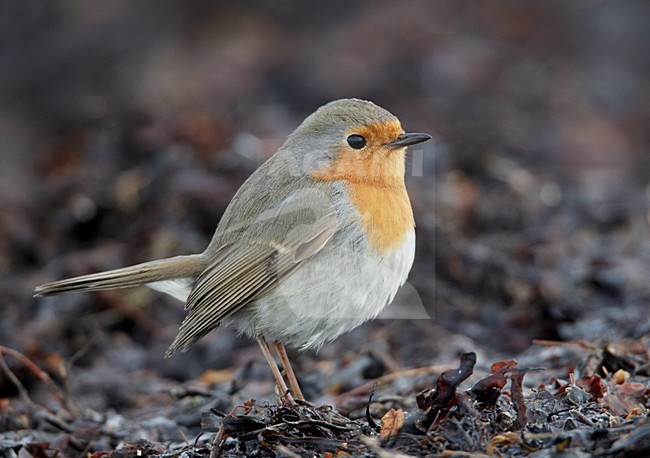 Roodborst,; European Robin stock-image by Agami/Markus Varesvuo,