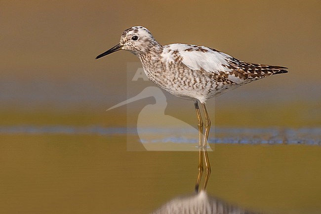 Wood Sandpiper (Tringa glareola) in Italy. stock-image by Agami/Daniele Occhiato,