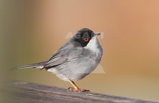 Mannetje Kleine Zwartkop; Male Sardinian Warbler stock-image by Agami/Markus Varesvuo,