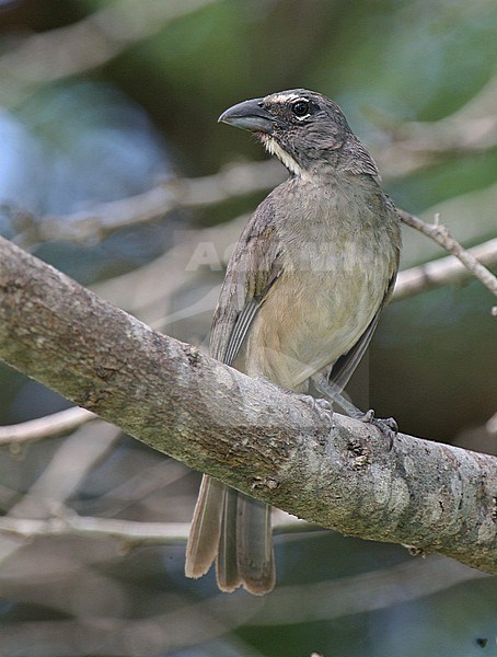 Olivaceous Saltator (Saltator olivascens brewsteri) at Camarones, Colombia. stock-image by Agami/Tom Friedel,