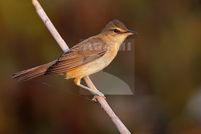 Great Reed Warbler, Acrocephalus arundinaceus, in Italy. stock-image by Agami/Daniele Occhiato,