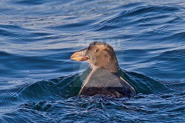 Juvenile Tufted Puffin, Fratercula cirrhata, swimming at sea off Bodega Bay, California, USA. stock-image by Agami/Steve Howell,