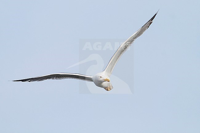 Caspian Gull - Steppenmöwe - Larus cachinnans, eastern Kazakhstan, adult stock-image by Agami/Ralph Martin,