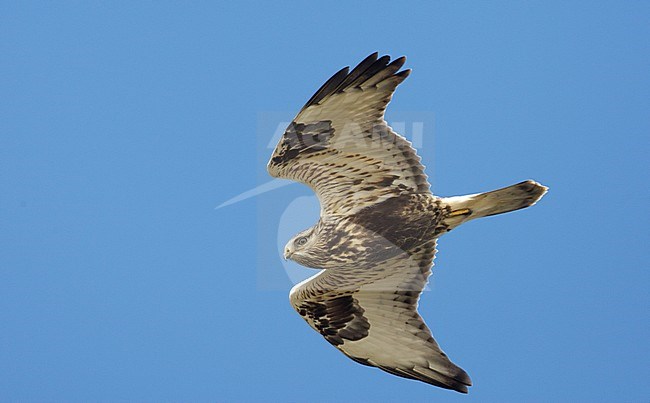  stock-image by Agami/Arie Ouwerkerk,