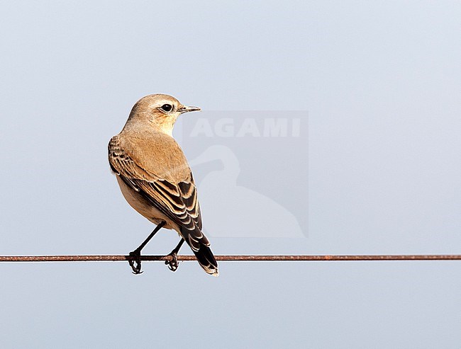 Tapuit; Northern Wheatear stock-image by Agami/Roy de Haas,