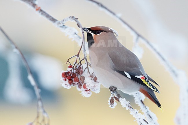 Volwassen Pestvogel foeragerend op bessen in de winter; Adult Bohemian Waxwing foraging on berries in winter stock-image by Agami/Markus Varesvuo,