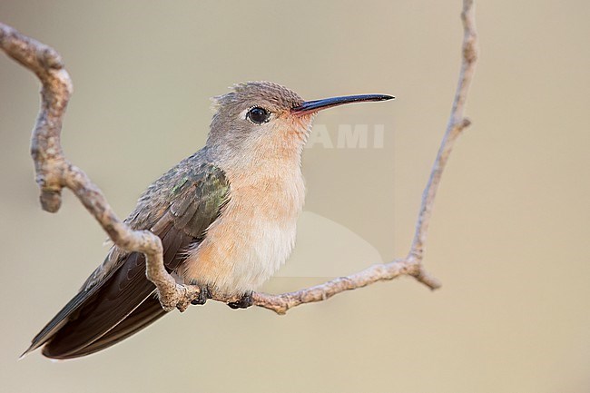 Buffy Hummingbird (Leucippus fallax) perched on a branch in Colombia, South America. stock-image by Agami/Glenn Bartley,