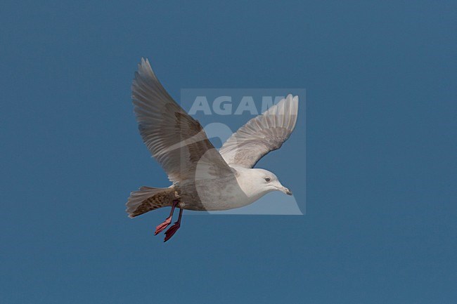 Onvolwassen Kleine Burgemeester in de vlucht; Immature Iceland Gull in flight stock-image by Agami/Arnold Meijer,