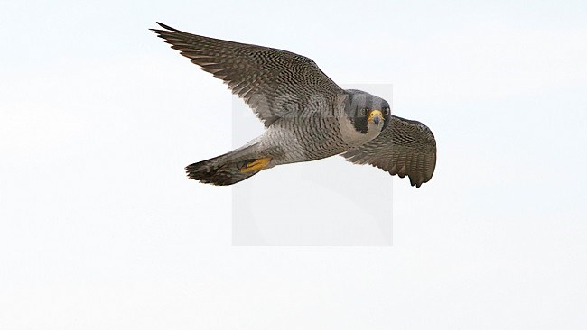 Slechtvalk in vlucht, Peregrine Falcon in flight stock-image by Agami/Wil Leurs,