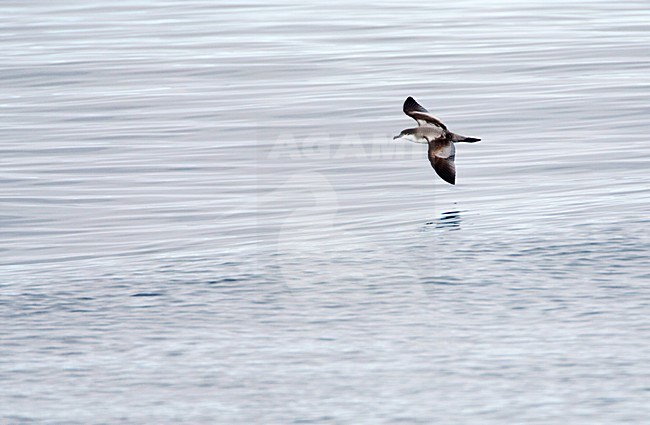 Bullerpijlstormvogel; Buller\'s Shearwater stock-image by Agami/Marc Guyt,