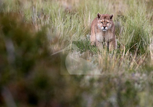Wild Cougar (Puma concolor concolor) in Torres del Paine national park in Chile. Stalking a possible prey. stock-image by Agami/Dani Lopez-Velasco,