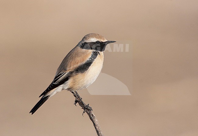 Adult male Desert Wheatear (Oenanthe deserti) in breeding habitat in Hormozgan province in Iran stock-image by Agami/Edwin Winkel,