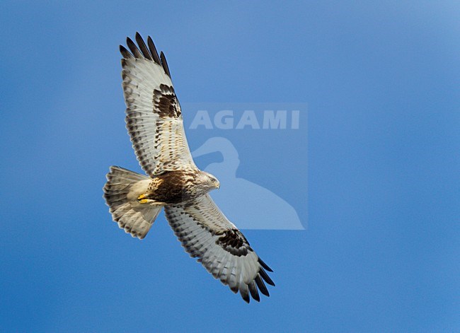 Ruigpootbuizerd in vlucht, Rough-legged Buzzard in flight stock-image by Agami/Ran Schols,