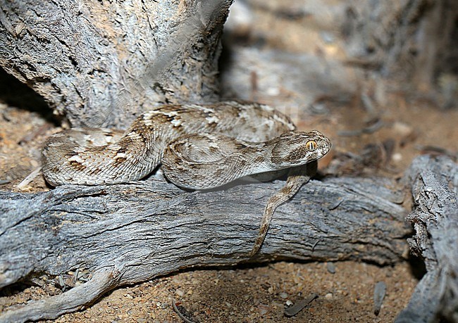 Sochurek’s saw-scaled viper (Echis carinatus sochureki) at Fins, Oman. stock-image by Agami/Aurélien Audevard,