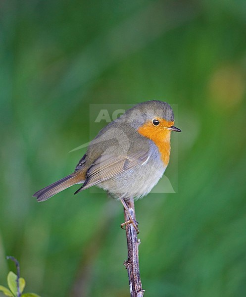 European Robin perched on a branch; Roodborst zittend op een tak stock-image by Agami/Markus Varesvuo,