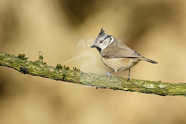 Crested Tit (Lophophanus cristatus) pearched on a branch. looking over the shoulder. stock-image by Agami/Walter Soestbergen,