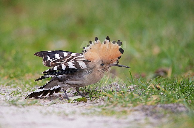 Hop, Eurasian Hoopoe, Upupa epops stock-image by Agami/Arie Ouwerkerk,