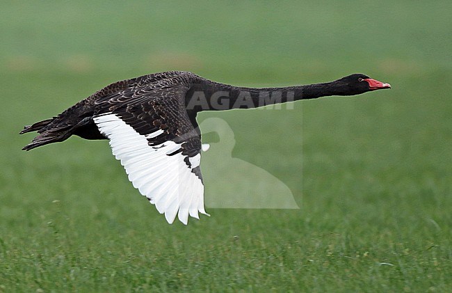 Black Swan (Cygnus atratus), Adult in flight, seen from the side, showing upper wing. stock-image by Agami/Fred Visscher,