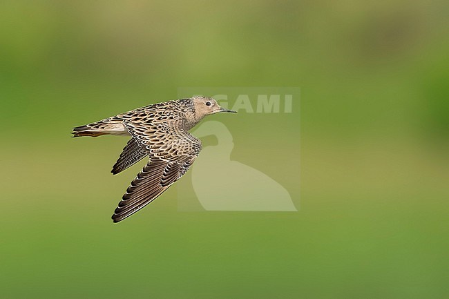 Adult breeding 
Galveston Co., TX
May 2023 stock-image by Agami/Brian E Small,