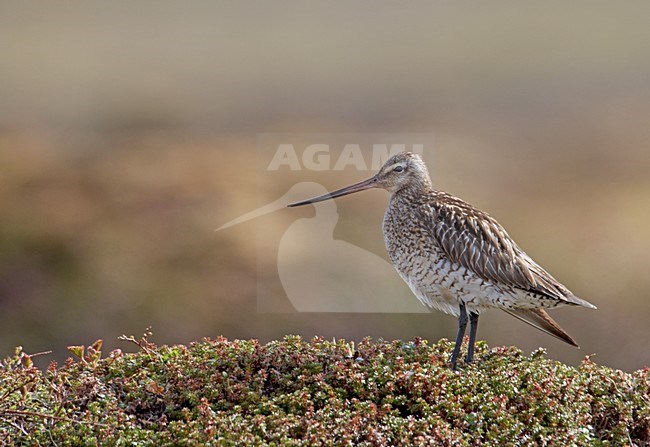 Volwassen Rosse Grutto in broedgebied; Adult Bar-tailed Godwit at breeding site stock-image by Agami/Markus Varesvuo,