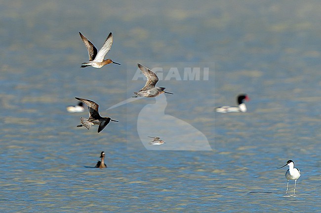 Summer plumaged Asian Dowitcher, Limnodromus semipalmatus, during spring in Mongolia. stock-image by Agami/Dani Lopez-Velasco,