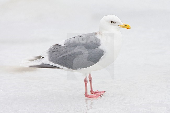 Grote Burgemeester staand op het ijs; Standing Glaucous Gull (Larus hyperboreus pallidissimus) on ice stock-image by Agami/Marc Guyt,