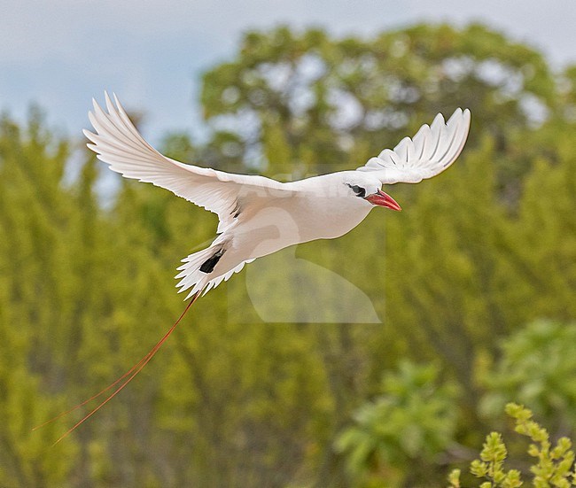 Adult Red-tailed Tropicbird (Phaethon rubricauda) Photographed during a Pitcairn Henderson and The Tuamotus expedition cruise. stock-image by Agami/Pete Morris,