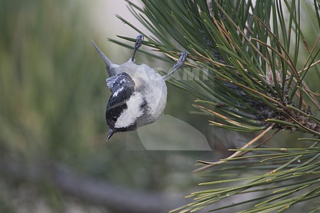 Coal Tit hanging in a pine tree; Zwarte Mees hangend in een dennenboom stock-image by Agami/Daniele Occhiato,
