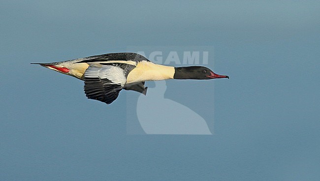 Adult Goosander (Mergus merganser), adult male in flight, seen from the side, showing upper wing. stock-image by Agami/Fred Visscher,