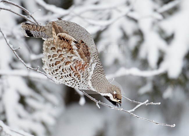 Mannetje Hazelhoen foeragerend in besneeuwde struiken; Male Hazel Grouse feeding in snow covered trees stock-image by Agami/Markus Varesvuo,