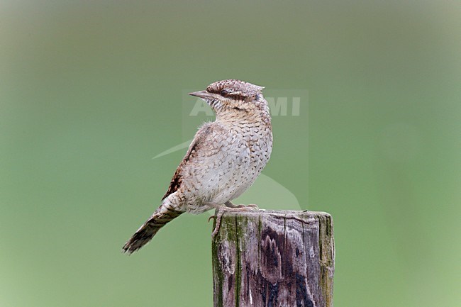 Draaihals zittend op houten paal, Eurasian Wryneck perched on wooden pole stock-image by Agami/Ran Schols,