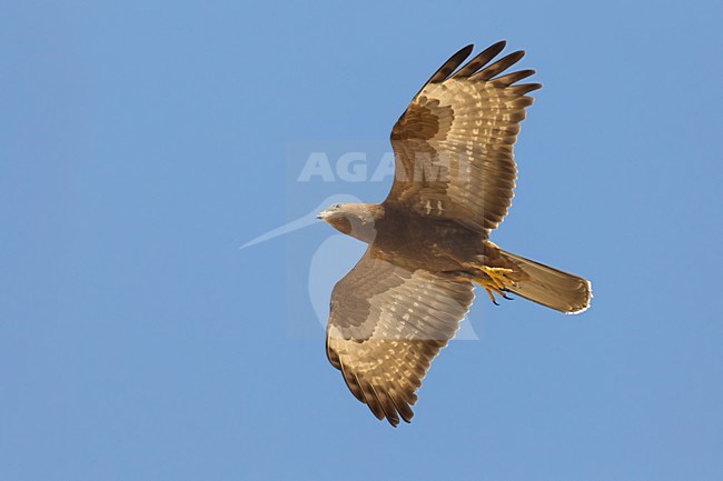 Juveniele Wespendief in de vlucht; Juvenile European Honey Buzzard in flight stock-image by Agami/Daniele Occhiato,