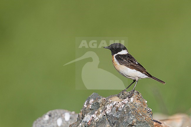 Siberian Stonechat - Pallasschwarzkehlchen - Saxicola maurus, Kazakhstan, adult male stock-image by Agami/Ralph Martin,