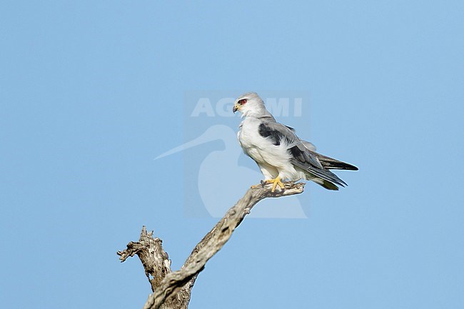 Grijze Wouw zittend in boom; Black-winged Kite sitting on branch, stock-image by Agami/Walter Soestbergen,