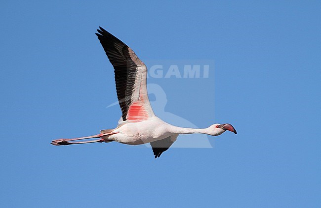 Lesser Flamingo (Phoenicopterus minor), adult flying, Langebaan, South Africa stock-image by Agami/Karel Mauer,