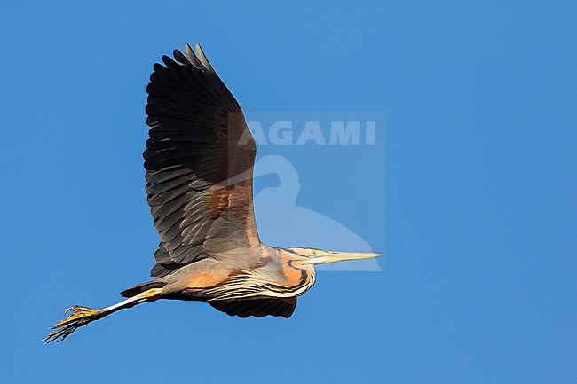 Adult Purple Heron (Ardea purpurea purpurea) in a breeding colony at its nest in Germany (Baden-Württemberg). IN flight. stock-image by Agami/Ralph Martin,