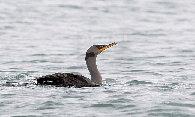 Geoorde Aalscholver, Double-crested Cormorant stock-image by Agami/David Monticelli,