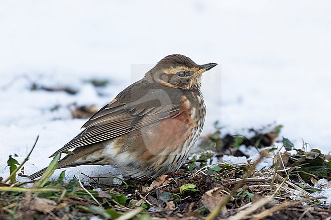 A Redwing (Turdus iliacus) forages very close by. Normally these bird are quite shy, but a blanket of snow and frozen ground, have pushed them closer to humans allowing great viewing options. stock-image by Agami/Jacob Garvelink,